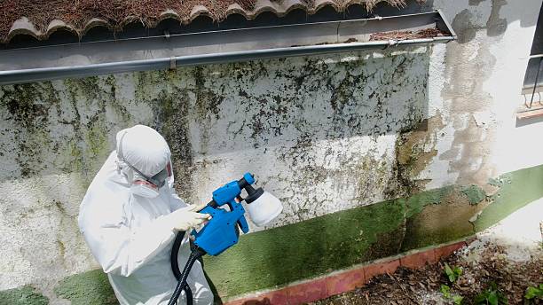 Top rated local Mold Remediation specialists in Woodville, FL